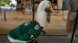 Pato Merlín, nombrado embajador de la CDMX durante el Mundial