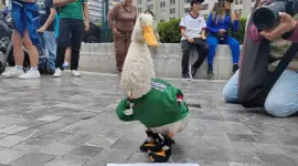 Quién es Merlín? La historia del pato que conquistó el FIFA Fan Fest en el Zócalo de la CDMX