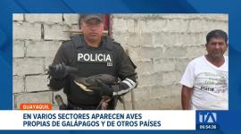 Biólogos y técnicos confirman el hallazgo de especies endémicas del archipiélago y de otras latitudes en el área urbana de Guayaquil. Un reportaje de Jazmín Solís