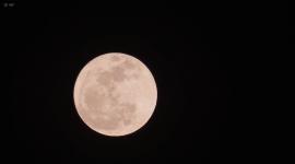 La luna de fresa, su nombre se debe a que coincidia con la temporada de cosecha de fresas silvestre