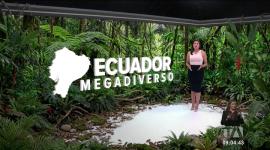 La Epipedobates anthonyi, un pequeño anfibio nativo de Azuay, Loja y El Oro, sorprende a la ciencia por su piel tóxica que alberga un analgésico natural más fuerte que la morfina. Un reportaje de Nathalie Jiménez