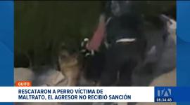 La Unidad de Bienestar Animal logró rescatan a un pastor alemán maltratado en la vía pública. El responsable no recibió sanciones al estar en situación de calle. Un reportaje de Mishell Villacís