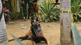 Perritos trabajan contra reloj en Venezuela.