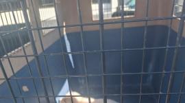 Los animales rescatados fueron trasladados para atención veterinaria.