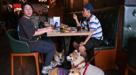 Hong Kong permite perros en restaurantes, pero impone cárcel y multas a dueños infractores
