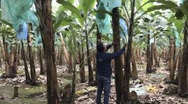 Un plantación de banano en la provincia de El Oro, en el sur del país.
