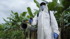Controles sanitarios se realizan en la Finca Carolina, en El Oro, ante la presencia del hongo Fusarium en enero de 2026.