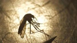 Francia detecta el primer contagio local del virus del Nilo Occidental en 2026