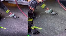 Bomberos suministran oxígeno a una paloma tras un incendio vehicular en Oakland