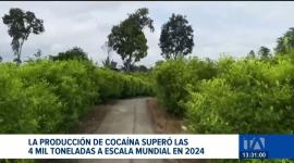 El último reporte de las Naciones Unidas destaca la contaminación de cargamentos y revela una producción mundial sobre 4 mil toneladas. Un reportaje de Bernarda Cevallos