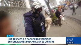 La comercialización informal de mascotas persiste en las parroquias rurales de Quito. La UBA rescató a tres cachorros en malas condiciones.  Un reportaje de Mishel Villacís