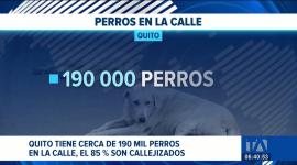 En el marco del Día Mundial del Perro, organizaciones de protección animal hacen un llamado urgente a la adopción responsable y a la esterilización. Un reportaje de Nathalie Jiménez