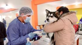 Quito fortalece la atención gratuita y la esterilización de perros y gatos.