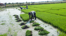 Los productores de arroz podrán exportar hacia Colombia en mayores cantidades.