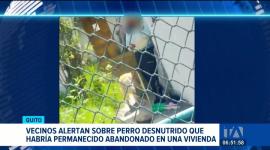 Una mujer enfrenta posible multa de USD 4 800 por la muerte de un perro. Según los informes, la mascota permaneció semanas sin alimento ni agua. Un reportaje de Mishell Villacís