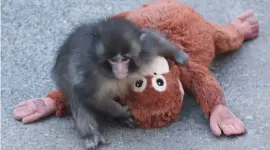 El mono Punch celebra su primer cumpleaños en el zoológico de Ichikawa, este de Tokio.