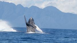 La crisis climática genera algas tóxicas matan mamíferos y acercan tiburones a la costa