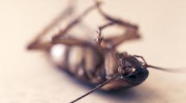 Cierran local de fritada en Pomasqui tras hallar insectos en la comida