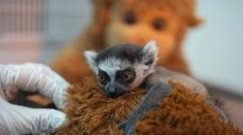Una cría de lémur se aferra a un peluche en Cali