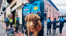Un cachorro fue rescatado en el sector del Centro Comercial Montúfar, en el centro de Quito