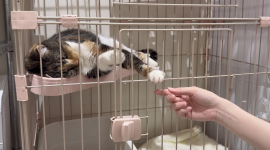 25 gatos que quedron atrapados tras un sismo en Japón fueron rescatados con vida.