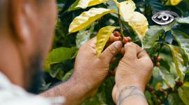 Entre fachadas coloridas y montañas, las familias campesinas guardan el secreto del grano más famoso del mundo. Nadie conoce mejor el esfuerzo diario y la alegría que se vive en esta tierra declarada patrimonio de la UNESCO. Un recorrido por la historia, la tradición, el aroma y la artesanía del Eje Cafetero.