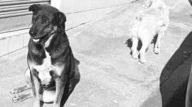 Uno de los perros que habría sido víctima de envenenamiento.