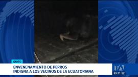 La comunidad se moviliza exigiendo justicia e investigaciones para dar con la persona responsable de los ataques contra la fauna urbana de la zona. Un reportaje de Gustavo Jaramillo