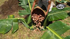 Bajo la tierra, una olla gigante esconde un ritual de miles de años donde la comida se cocina a fuego lento. Pero la fiesta empieza mucho antes: entre risas, música y vecinos que se juntan a celebrar lo que da la cosecha: papas, choclos, habas, frutas y verduras. Al final, una gran pambamesa cierra este símbolo de la vida en comunidad.
