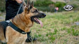 ¿Se han puesto a pensar cómo ven el mundo los perros a través de su nariz? Preguntamos a los expertos cómo su extraordinaria capacidad olfativa les permite anticiparse a emergencias médicas y salvar vidas en desastres junto a los rescatistas.