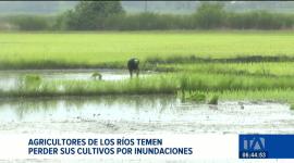 Productores agrícolas expresan su preocupación ante la llegada del evento climático, advirtiendo un alto impacto en los cultivos. Un reportaje de Ericka Vera