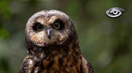 Seguramente algunos recordarán el antiguo zoológico en el corazón de Quito; otros apenas se estarán enterando de que leones, monos y otras especies convivían con el ruido de la ciudad. Hace tres décadas están en Guayllabamba y hoy, ese refugio de animales silvestres da un paso definitivo hacia la conservación bajo el nombre de Wiwa Quito. La historia de cómo este espacio evolucionó para exigirnos ser visitantes mucho más conscientes.