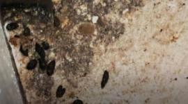 Una cucaracha fue encontrada en un pollo cocinado en un restaurante de Quito.