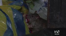 Ciudadanos reportan una notable presencia de ratas durante las noches en el centro de Guayaquil. Este problema coincide con los desechos acumulados. Un reportaje de Jazmín Solís