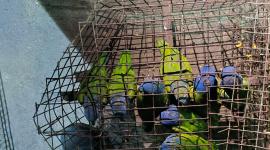 Rescatan a 33 aves silvestres tras operativo contra el tráfico de fauna en Guayaquil.
