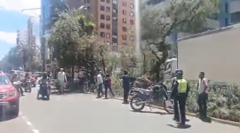 Árbol caído provoca el cierre de un carril en la avenida República del Salvador