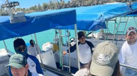 Un piquero pardo juvenil apareció en el muelle de Santa Cruz.