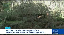 La AMC emitió la sanción tras constatar la remoción de las especies y el grave impacto ambiental causado al ecosistema local en la capital. Un reportaje de Mishell Villacís