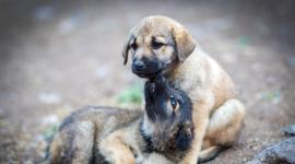 Quito: Feria de adopción ofrecerá una nueva oportunidad a decenas de animales rescatados.