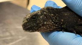 Investigaciones por un presunto delito de tráfico ilícito de vida silvestre.