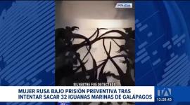 La mujer pretendía viajar a Islandia desde el aeropuerto de Quito con especies de Galápagos en su equipaje; las iguanas fueron llevadas a un centro de conservación.