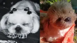 Piden justicia por Luna, una perrita de Colombia que fue presuntamente abusada sexualmente y falleció.