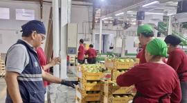 La exportación de mango en la temporada 2026-2027 arrancó en agosto con un envío a Canadá.