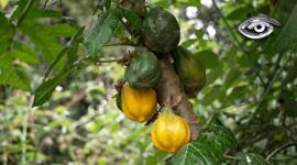 Un fruto tradicional de las zonas rurales del Ecuador, emparentado con la papaya, pero de menor tamaño, se resiste. Este reportaje profundiza en la historia y el valor cultural de un cultivo que sostiene la memoria agrícola de las comunidades frente a la pérdida de saberes ancestrales.