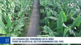 La entidad identificó dos predios con Fusarium Raza 4 en El Oro, donde aplica protocolos estrictos frente al riesgo de precipitaciones intensas. Un reportaje de Astrid Singre