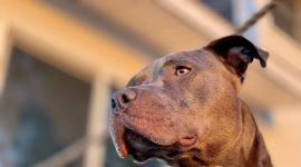 Víctima de ataque de pitbull en el centro de Quito denuncia abandono del dueño y del Municipio