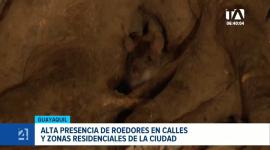 Sectores como Alborada, Guayacanes y Sauces reportan una alta presencia de plagas, lo que representa una grave amenaza para la salud pública. Un reportaje de Camila Guevara