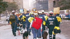 Más de 300 perros participaron en las labores de búsqueda, rescate y recuperación tras los atentados del 11 - S.