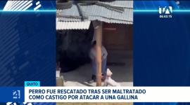 El perro Lucky, de siete meses, fue puesto a buen recaudo tras denuncias ciudadanas de maltrato animal. Un reportaje de Gustavo Jaramillo
