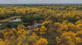 Precipitaciones fuera de temporada activaron de forma anticipada el ciclo biológico de los árboles de Guayacanes.